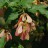 Клен Гиннала или приречный, набор из 3 растений  - Клен Гиннала или приречный, набор из 3 растений 
