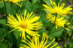 Дороникум или козульник крупнолистный, Doronicum macrophyllum, зимостойкая форма