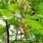 Клен зеленокорый, Acer tegmentosum - Клен зеленокорый, Acer tegmentosum. Цветение.