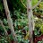Клен зеленокорый, Acer tegmentosum - Клен зеленокорый, Acer tegmentosum. Окраска коры молодого растения.