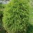 Можжевельник обыкновенный, Juniperus communis - Можжевельник обыкновенный, Juniperus communis, после неудачной стрижки.