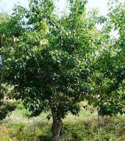 Тополь юнаньский, Populus yunnanensis