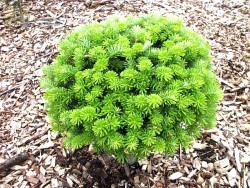 Пихта корейская карликовая, "Бриллиант", Abies koreana "Brilliant"