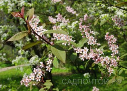 Черемуха "Колората", Prunus padus "Colorata"