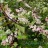 Черемуха "Колората", Prunus padus "Colorata" - Черемуха "Колората", Prunus padus "Colorata", цветение