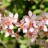 Черемуха "Колората", Prunus padus "Colorata" - Черемуха "Колората", Prunus padus "Colorata", соцветие