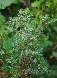 Можжевельник продолговатый (кавказский) или длиннолистный, Juniperus oblonga, стелющаяся форма с зелено-бело-серебристой хвоей