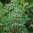 Можжевельник продолговатый (кавказский) или длиннолистный, Juniperus oblonga, стелющаяся форма с зелено-бело-серебристой хвоей - Juniperus oblonga.JPG