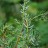 Можжевельник продолговатый (кавказский) или длиннолистный, Juniperus oblonga, стелющаяся форма с зелено-бело-серебристой хвоей - Juniperus oblonga_2.jpg