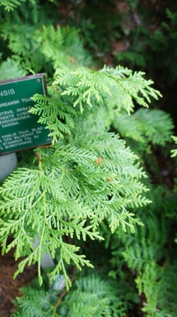 Туя корейская "Глаука", отборная форма из арборетума Мустила, Thuja koraiensis  "Glauca" 