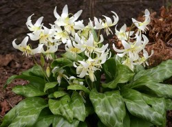 Кандык калифорнийский "Вайт Бьюти", Erythronium californicum "White Beauty"