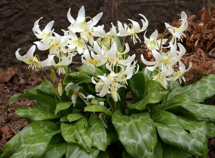 Кандык калифорнийский &quot;Вайт Бьюти&quot;, Erythronium californicum &quot;White Beauty&quot; Симпатичный луковичный первоцвет с крупными  цветами и листьями с зелено-бронзовым рисунком.
- Цветет три недели в апреле-мае. 
- Цветы белые с красными крапинками.
- Волнистые зелено-бронзовые линии на листьях, образующие симметричный рисунок. 
- Высота 30-35 см см.
- Предпочитает тенистое местоположение, можно сажать под деревьями. 
- Зимует без укрытия.
- Фото с сайта asienda.ru

