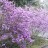 Рододендрон Ледебура (вечнозеленый), Rhododendron ledebourii - Рододендрон Ледебура (вечнозеленый), Rhododendron ledebourii, цветение, БИН РАН.