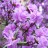 Рододендрон Ледебура (вечнозеленый), Rhododendron ledebourii - Рододендрон Ледебура (вечнозеленый), Rhododendron ledebourii, цветки.