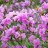 Рододендрон Ледебура (вечнозеленый), Rhododendron ledebourii - Рододендрон Ледебура (вечнозеленый), Rhododendron ledebourii