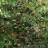Рябина черноплодная или арония, Aronia melanocarpa  - Рябина черноплодная или арония, Aronia melanocarpa, плодоношение.