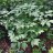 Стеблелист мощный, Caulophyllum robustum - Стеблелист мощный, Caulophyllum robustum.Фото Марины Скотниковой с сайта plantarium.ru 