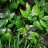 Стеблелист мощный, Caulophyllum robustum - Стеблелист мощный, Caulophyllum robustum, ягоды. Фото Марины Скотниковой с сайта plantarium.ru