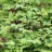 Стеблелист мощный, Caulophyllum robustum - Стеблелист мощный, Caulophyllum robustum, цветение. Фото Марины Скотниковой с сайта plantarium.ru