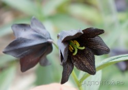 Рябчик камчатский, Fritillaria camtschatcensis