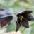 Рябчик камчатский, Fritillaria camtschatcensis - Рябчик камчатский, Fritillaria camtschatcensis, цветы.