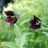 Рябчик камчатский, Fritillaria camtschatcensis - Рябчик камчатский, Fritillaria camtschatcensis, цветы и листья.