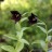 Рябчик камчатский, Fritillaria camtschatcensis - Рябчик камчатский, Fritillaria camtschatcensis