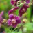 Герань темная, Geranium phaeum, "Samobor" - Герань темная, Geranium phaeum, "Samobor" ("Самобор"), цветы.