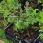 Герань темная, Geranium phaeum, "Samobor" - Герань темная, Geranium phaeum, "Samobor" ("Самобор"), цветущие саженцы.