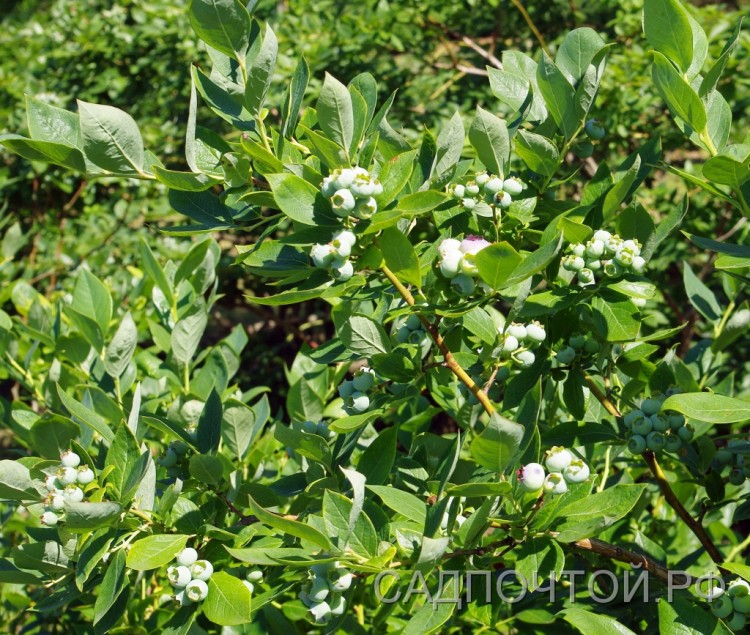 Голубика садовая "Дюк", Vaccinium corymbosum "Duke"
