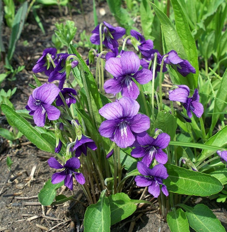 Фиалка маньчжурская или китайская, Viola mandshurica