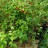 Гуми или лох многоцветковый, плодоносящие растения - Гуми или лох многоцветковый, плодоносящий саженец.