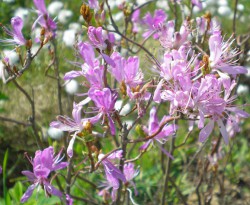 Рододендрон канадский,  Rhododendron canadense