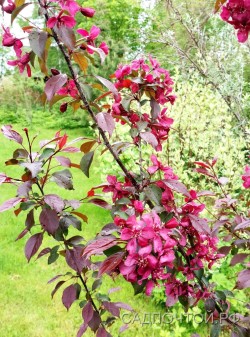 Яблоня краснолистная "Огонь прерий", Malus "Prairie Fire"