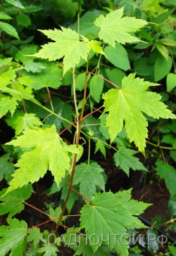 Клен бородатый или уссурийский, Acer barbinerve, набор из 3 растений