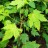 Клен бородатый или уссурийский, Acer barbinerve, набор из 3 растений - Клен бородатый или уссурийский, Acer barbinerve