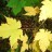 Клен бородатый или уссурийский, Acer barbinerve, набор из 3 растений - Клен бородатый или уссурийский, Acer barbinerve. Осенняя окраска.