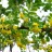 Акация желтая или карагана, Caragana arborescens - Акация желтая или карагана, Caragana arborescens, ветвь.
