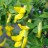 Акация желтая или карагана, Caragana arborescens - Акация желтая или карагана, Caragana arborescens, цветы.