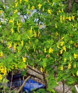 Акация желтая или карагана, Caragana arborescens