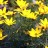 Кореопсис мутовчатый, Coreopsis verticillata - Кореопсис мутовчатый, Coreopsis verticillata. Цветки.