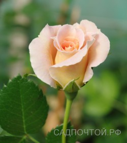 Роза "Morgengruss (Morning Greeting)"