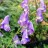 Аконит или борец Кузнецова, Aconitum kusnezoffii - Аконит или борец Кузнецова, Aconitum kusnezoffii, соцветие.