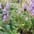 Аконит или борец Кузнецова, Aconitum kusnezoffii - Аконит или борец Кузнецова, Aconitum kusnezoffii, цветение.