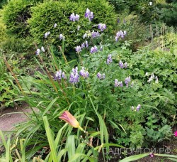 Аконит или борец Кузнецова, Aconitum kusnezoffii