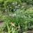 Аконит или борец Кузнецова, Aconitum kusnezoffii - Аконит или борец Кузнецова, Aconitum kusnezoffii