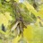 Клен остролистный,  Acer platanoides - Клен остролистный,  Acer platanoides