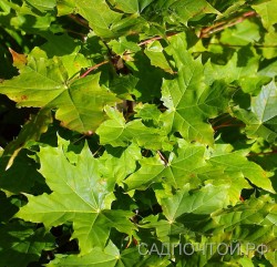 Клен остролистный,  Acer platanoides