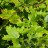 Клен остролистный,  Acer platanoides - Клен остролистный,  Acer platanoides