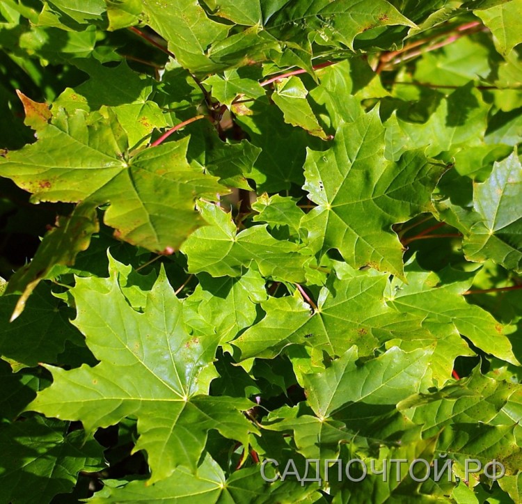 Клен остролистный,  Acer platanoides "Классический" садовый клен с ажурными пяти-семипалыми "кленовыми" листьями.
- Абсолютно устойчивое и неприхотливое декоративное растение, без которого не обходится ни один парк.
- Цветет в мае, одновременно с распусканием листьев.
- Осенью листва окрашивается в разнообразные золотисто-оранжево-красные тона.
- Растет довольно быстро.
- В молодом возрасте теневынослив.